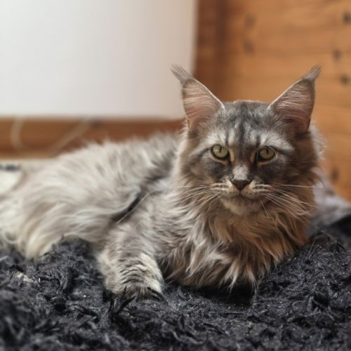 Chatons maine coon loof à réserver #1