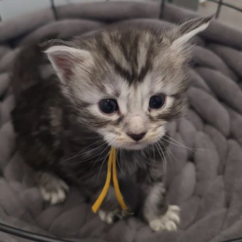 Chatons maine coon loof à réserver #2