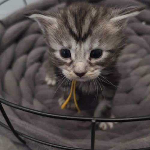 Chatons maine coon loof à réserver #3