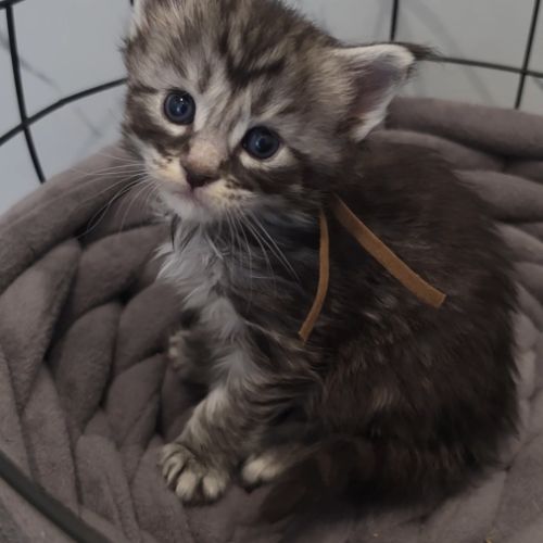 Chatons maine coon loof à réserver #5