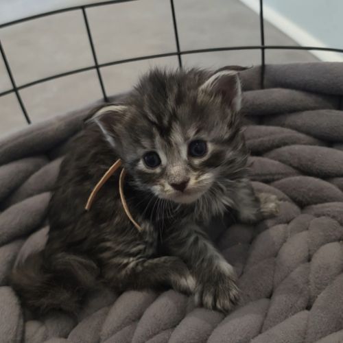 Chatons maine coon loof à réserver #6