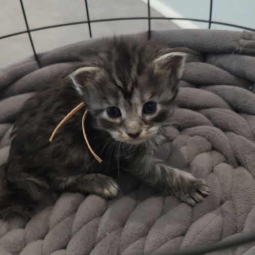 Chatons maine coon loof à réserver #7