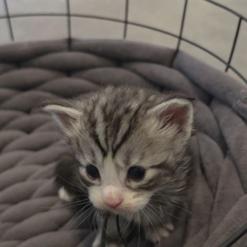 Chatons maine coon loof à réserver #8