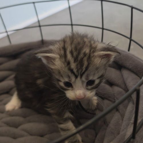 Chatons maine coon loof à réserver #9