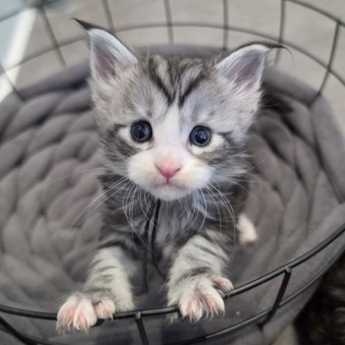 Chatons maine coon loof à réserver