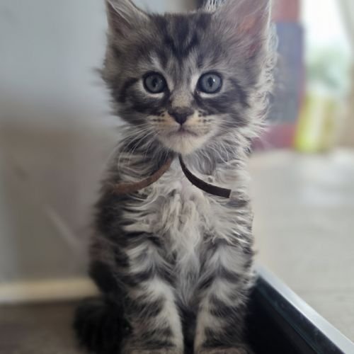Chatons maine coon loof à réserver