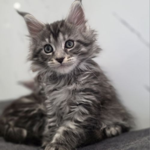 Chatons maine coon loof à réserver