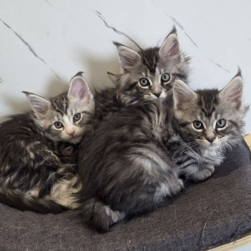 Chatons maine coon loof à réserver