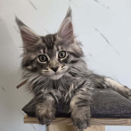 Chatons maine coon loof à réserver #1