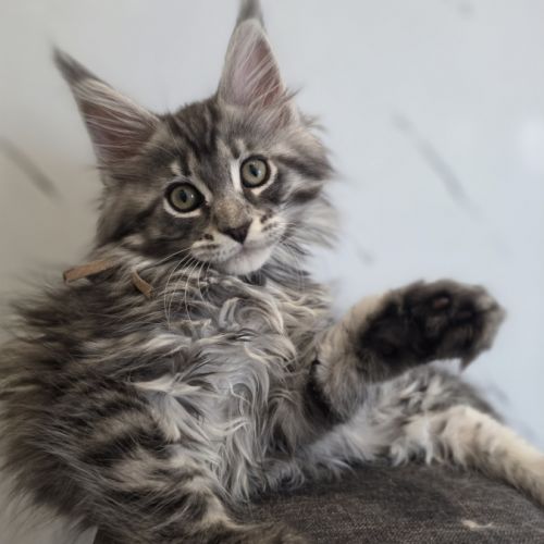 Chatons maine coon loof à réserver #0