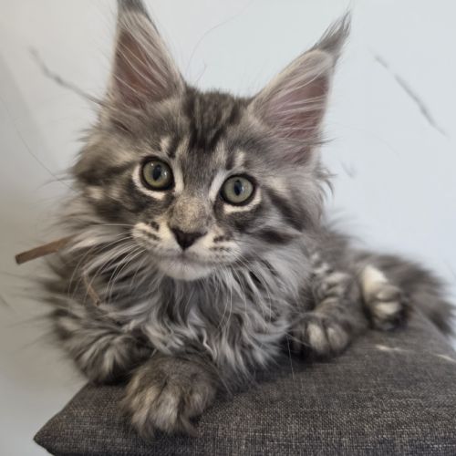 Chatons maine coon loof à réserver #5