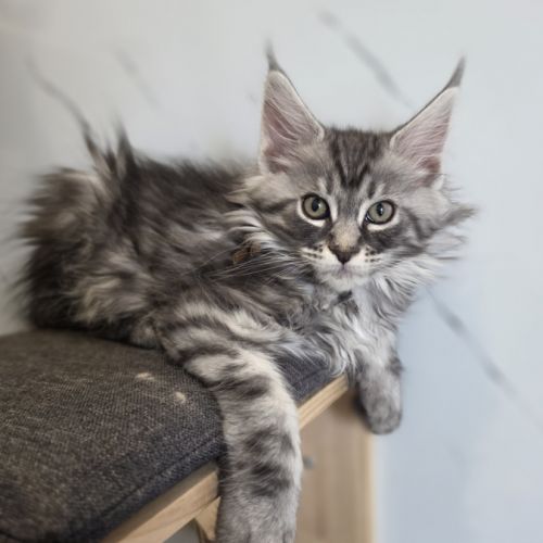 Chatons maine coon loof à réserver #6