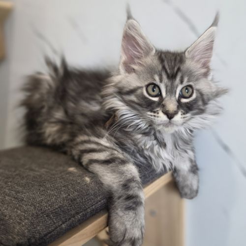 Chatons maine coon loof à réserver #8