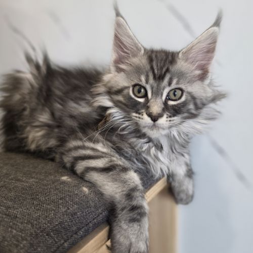 Chatons maine coon loof à réserver #9