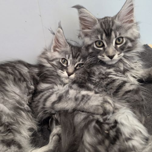 Chatons maine coon loof à réserver