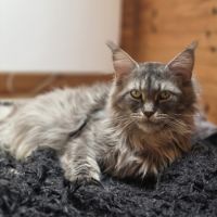 Chatons maine coon loof à réserver #1