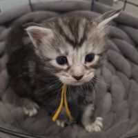 Chatons maine coon loof à réserver #2