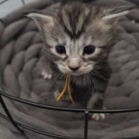 Chatons maine coon loof à réserver #3