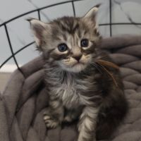 Chatons maine coon loof à réserver