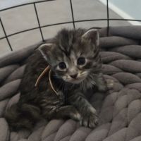 Chatons maine coon loof à réserver #6