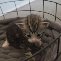 Chatons maine coon loof à réserver #9