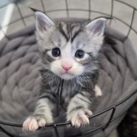 Chatons maine coon loof à réserver