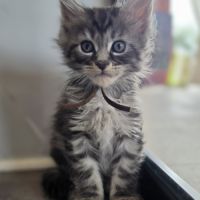 Chatons maine coon loof à réserver