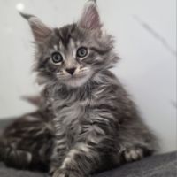 Chatons maine coon loof à réserver