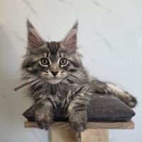 Chatons maine coon loof à réserver #2
