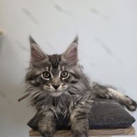 Chatons maine coon loof à réserver #3