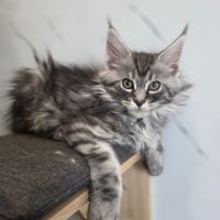 Chatons maine coon loof à réserver #6