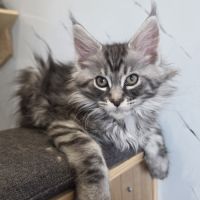 Chatons maine coon loof à réserver #7