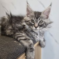 Chatons maine coon loof à réserver #9