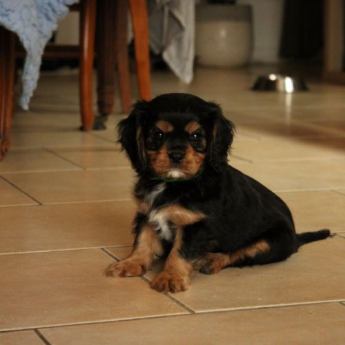 Chiot cavalier king charles