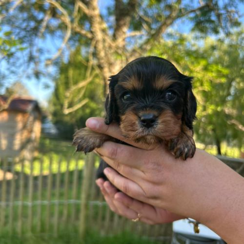 Chiot cavalier king charles #0