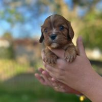 Chiot cavalier king charles #3