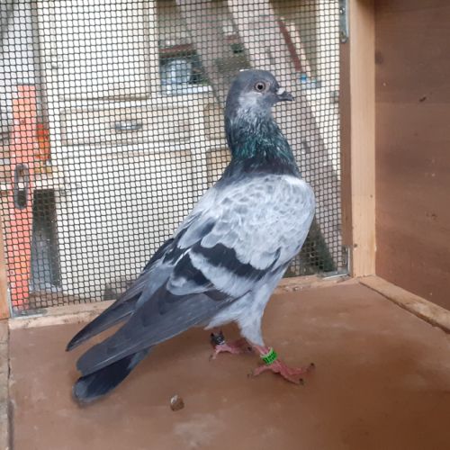 Pigeons d’ornement #2