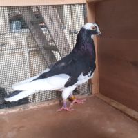 Pigeons d’ornement