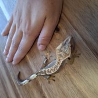 Geckos a crête