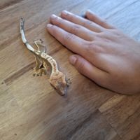 Geckos a crête #2