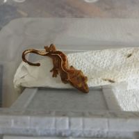Geckos juvenile #1