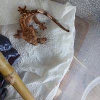 Geckos juvenile