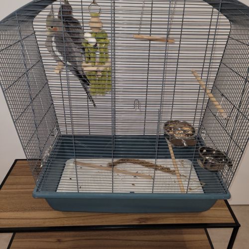 Vends 2 males calopsittes eam