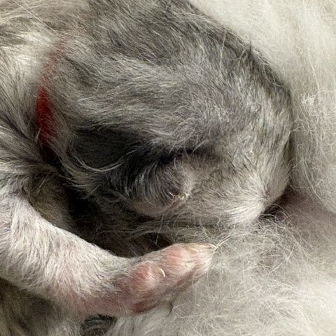 Magnifique portée de persans – 2 mâles 2 femelles #2