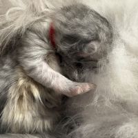 Magnifique portée de persans – 2 mâles 2 femelles