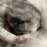 Magnifique portée de persans – 2 mâles 2 femelles #2