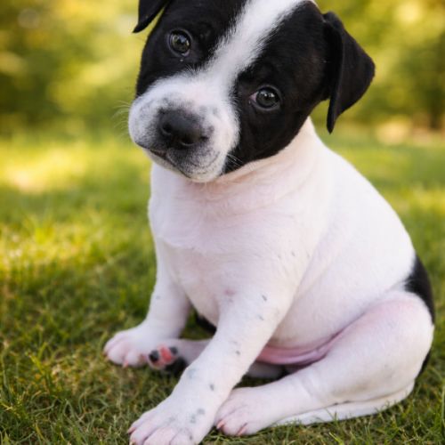 Magnifique mâle staffie lof blanc et noir #0
