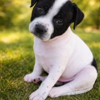 Magnifique mâle staffie lof blanc et noir