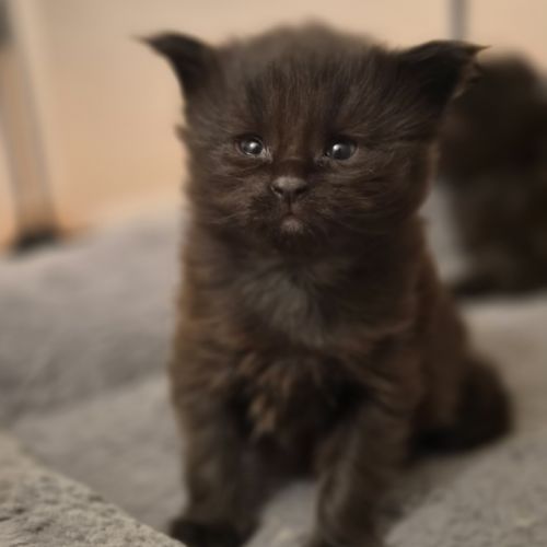 Chatons maine coon loof #1