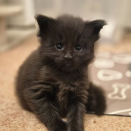 Chatons maine coon loof
